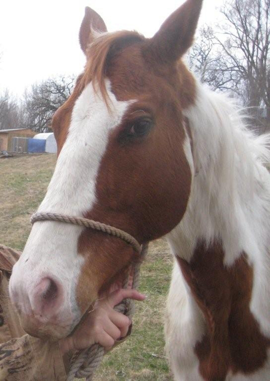 Bonnie - Crossed Over the Rainbow Bridge