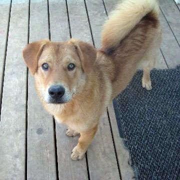 Our Little Fast Freddie Has Crossed Over Rainbow's Bridge