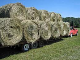 Can You Help By Making A Donation To Our Hay Fund Account? If You Can't Donate But Have Some Clean, Weed Free Round Or Square Bales Of Hay We Would Be Happy To Pick Them Up. 