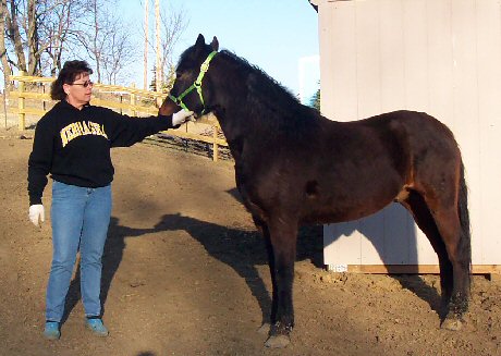 Equine Foster Agreement