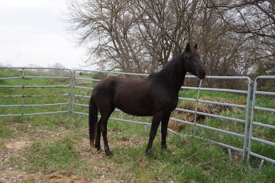 Mustang Mare Victim of Neglect Finds Her Forever Home