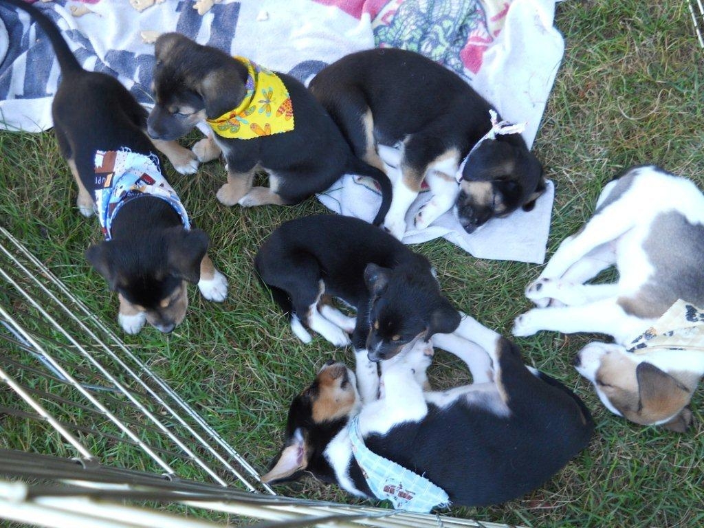 Abandoned Puppies Find Happy Homes